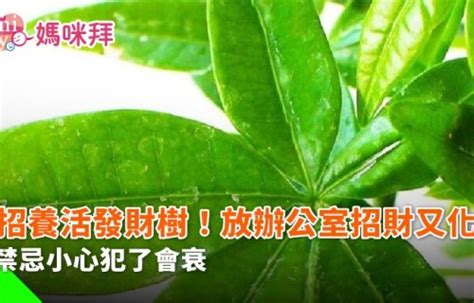 招財樹 風水|發財樹種類全攻略：瞭解不同品種的發財樹，打造吉祥如意的好運。